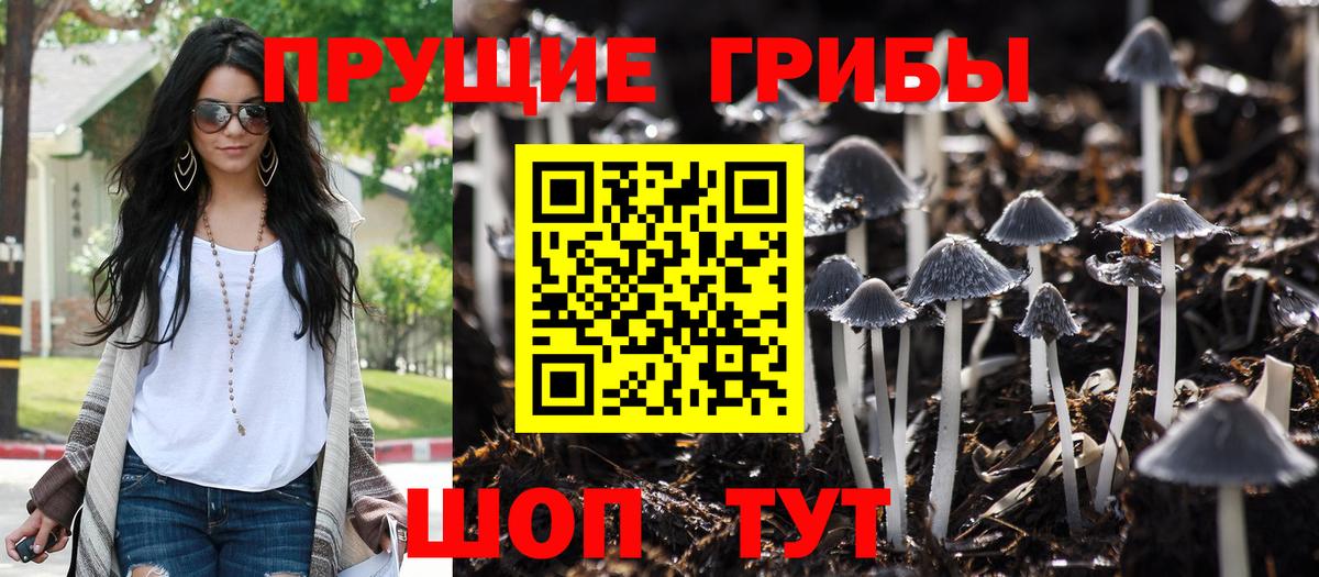 купить наркотик  Вход с VPN  Тавда  Псилоцибиновые грибы MAGIC MUSHROOMS 